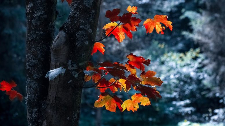 autumn autumn leaves blur close up