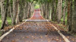 road nature trees branches