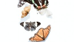 animal antenna biology butterfly