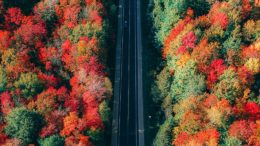 bird s eye view of trees during daytime