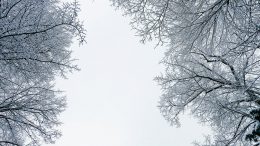 worm eye view of trees