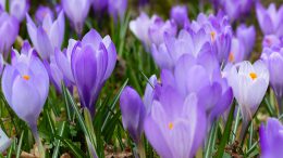 purple flowers garden