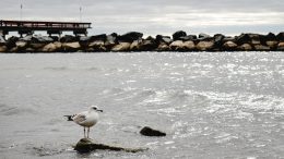 sea landscape bird beach