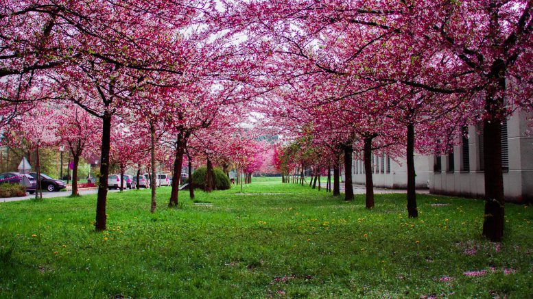 pink leafed trees on green grass field