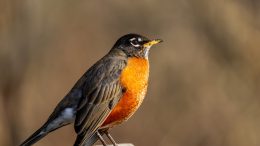 american robin with orange belly on beige background