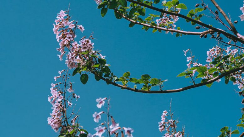 blossoming tree against clear blue sky
