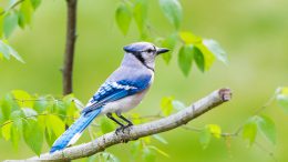 blue and white bird on brown tree branch