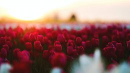 red tulip field