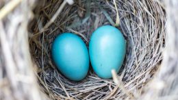 bird-nest-eggs-blue-158734.jpeg