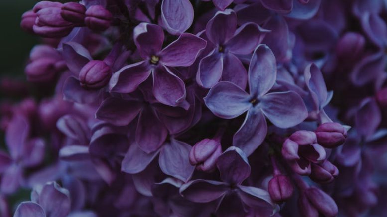close up photo of purple lilac flowers