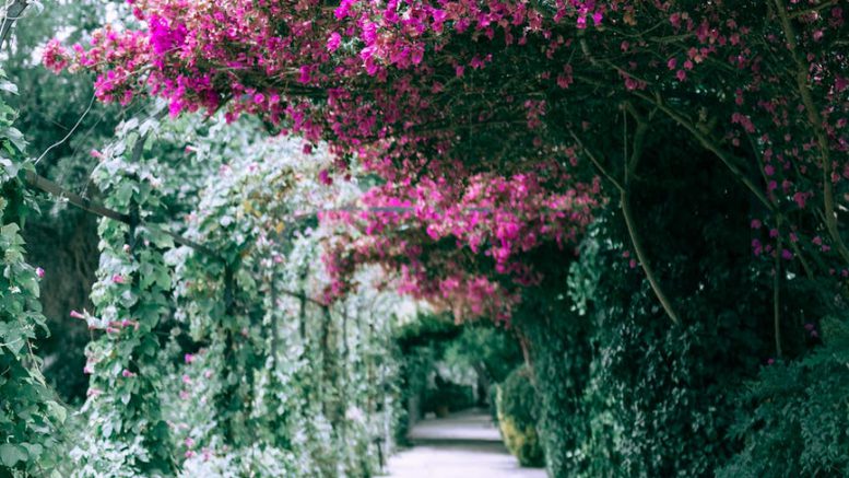 blooming great bougainvillea growing in garden near arched alley