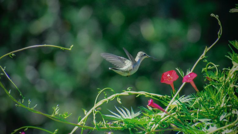 small archilochus colubris bird soaring near cypress vine flowers in sunlight