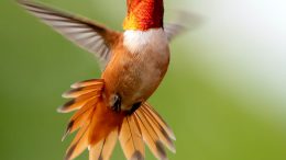 focus photography of flying hummingbird