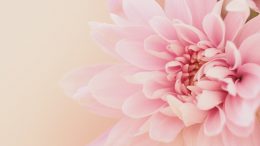dahlia flower on light pink background