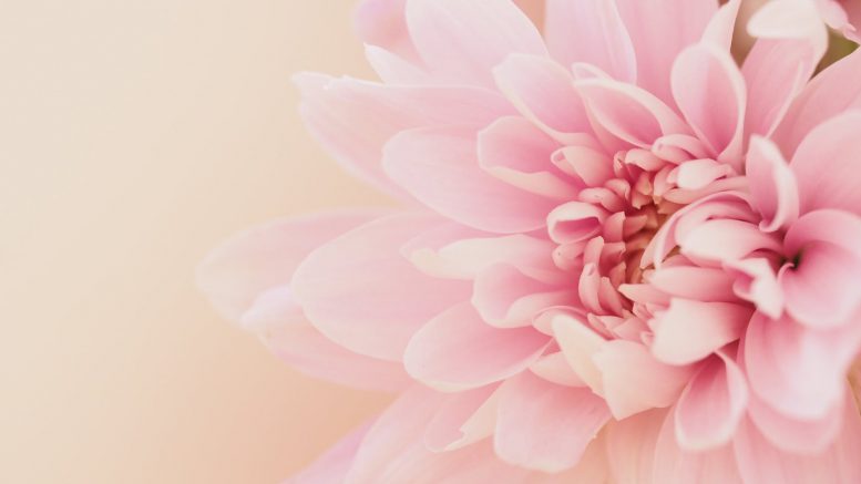dahlia flower on light pink background